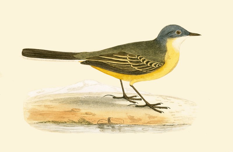 Grauköpfige Gelbspötter, Illustration aus 