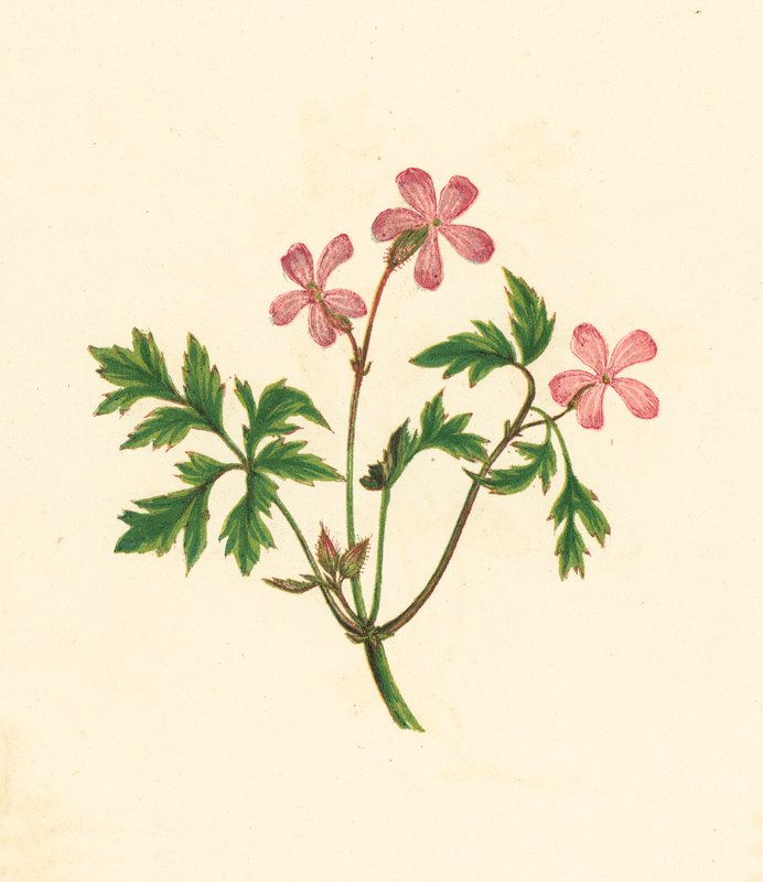 Storchschnabel, Geranium Robertianum von English School