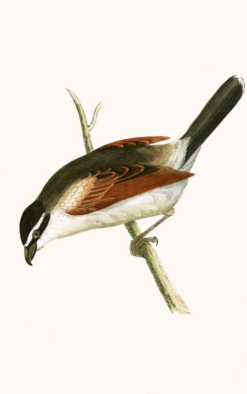 Haubenschwätzer, Illustration aus 