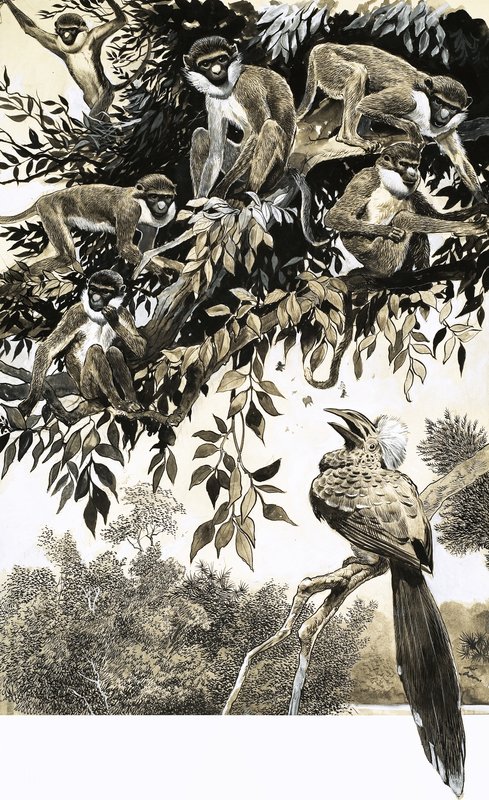 Hornvogel und Affen von English School