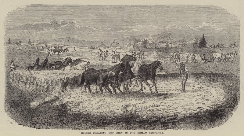 Pferde treten Korn in der römischen Campagna (Gravur) von English School