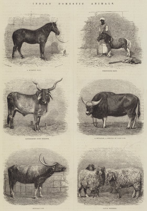 Indische Haustiere (Stich) von English School