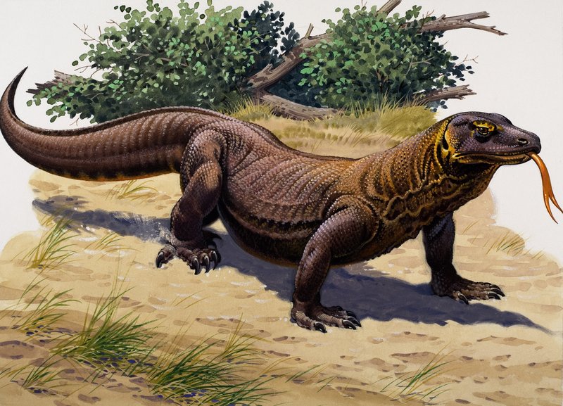 Komodowaran von English School