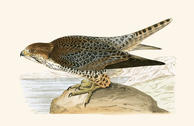 Lannerfalke, Illustration aus 