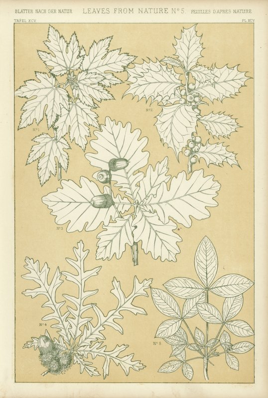 Blätter aus der Natur von English School
