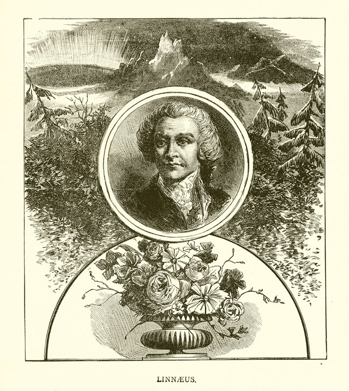 Linnaeus von English School