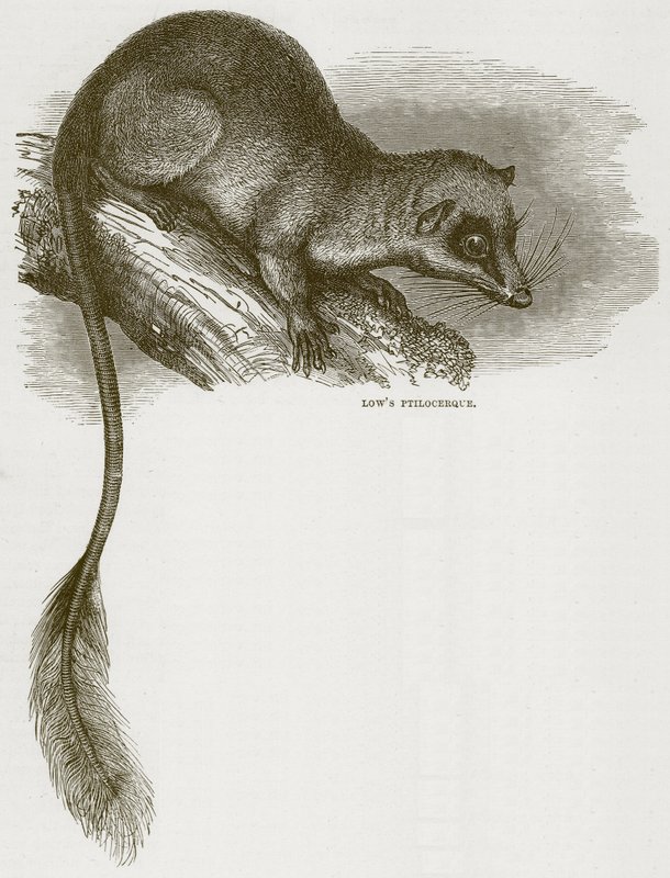 Lows Ptilocerque, Illustration aus Cassells Natural History von English School