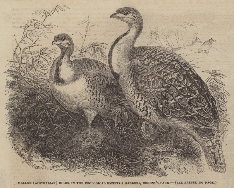 Mallee (australische) Vögel, in den Gärten der Zoologischen Gesellschaft, Regent