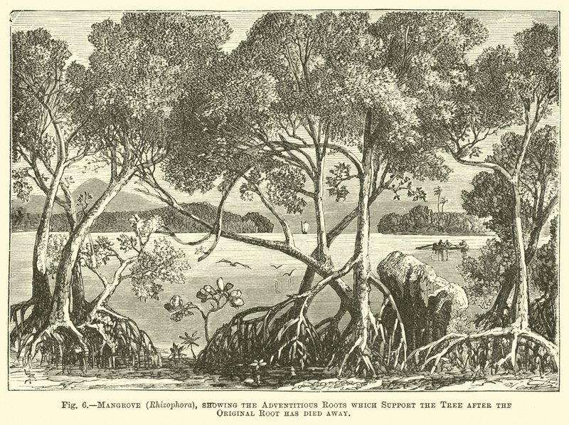 Mangrove (Rhizophora), mit Adventivwurzeln, die den Baum stützen, nachdem die ursprüngliche Wurzel abgestorben ist von English School