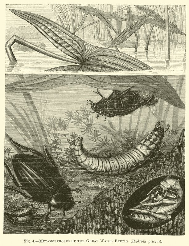 Metamorphosen des Großen Wasserkäfers, Hydrous pisceus von English School