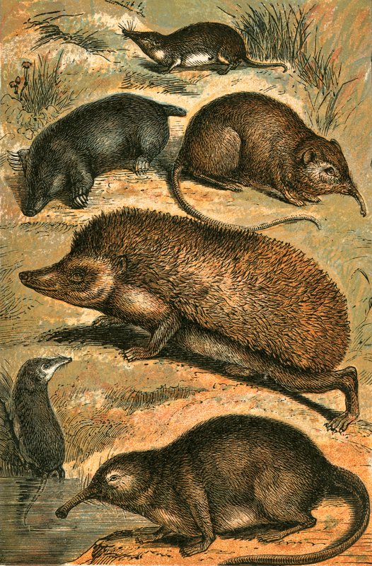 Maulwurf, Spitzmaus, Elefantenspitzmaus, Igel, Wasserspitzmaus und Pyrenäen-Desman von English School