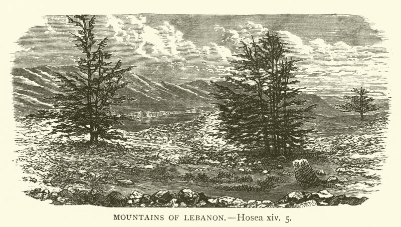 Berge des Libanon (Hosea, xiv, 5) von English School