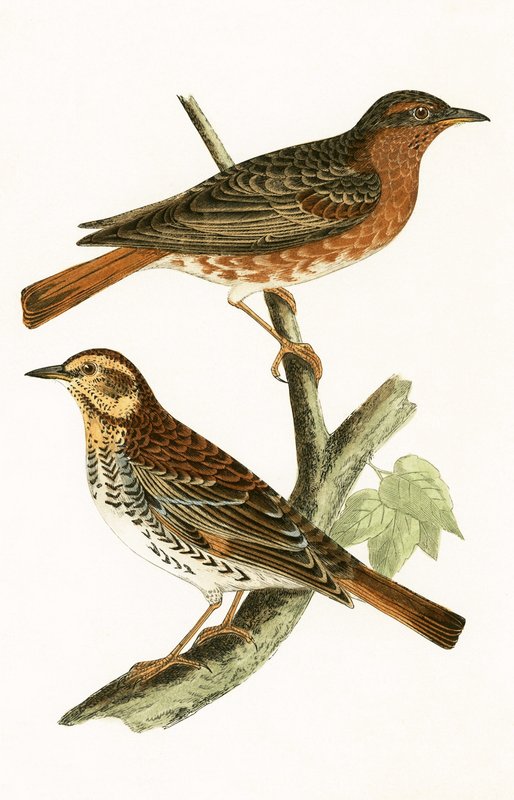 Naumanns Drossel, Illustration aus 