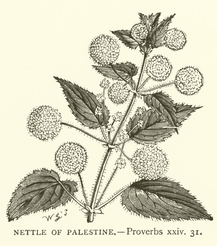 Brennnessel von Palästina, Sprüche, xxiv, 31 von English School