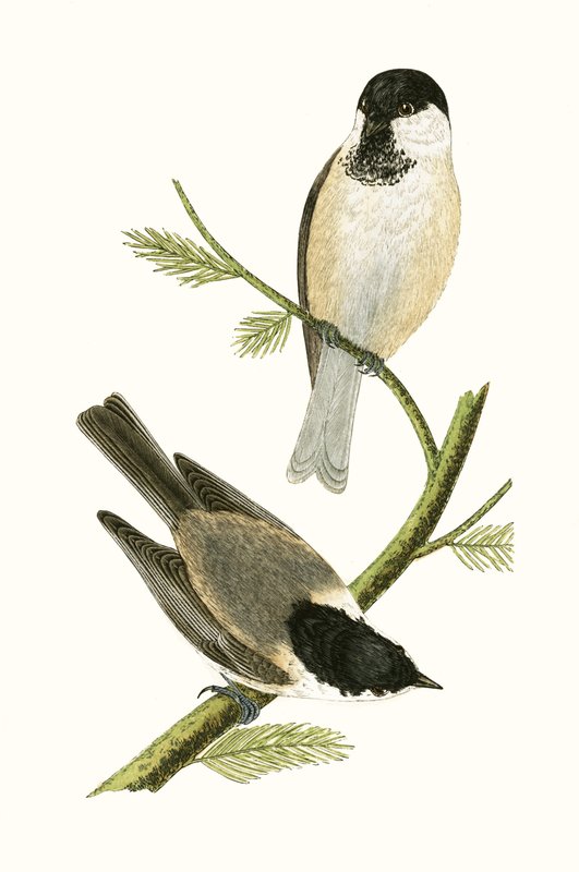 Nördliche Meise, Illustration aus 