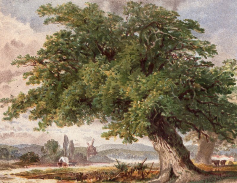 Alte Eiche am Wegesrand, Surrey von English School
