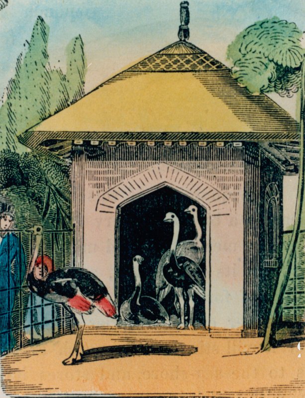 Straußen- und Emu-Haus im Londoner Zoo. 1840er Jahre von English School