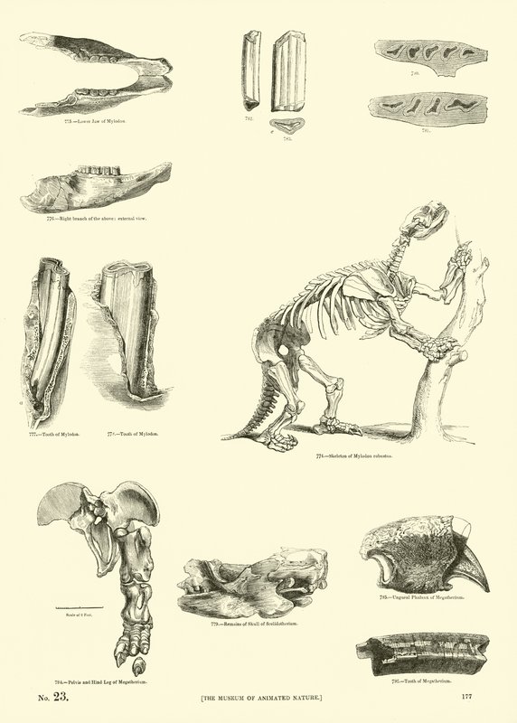 Seite aus dem Pictorial Museum of Animated Nature von English School