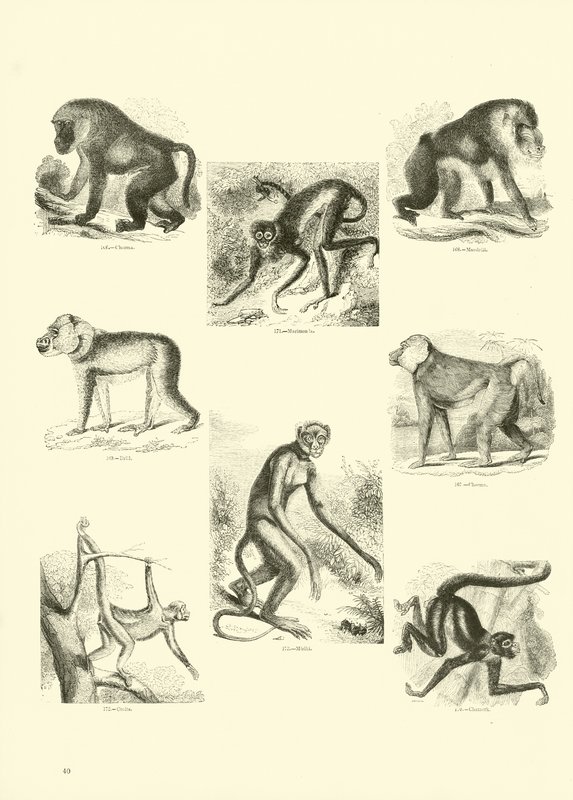 Seite aus dem Pictorial Museum of Animated Nature von English School