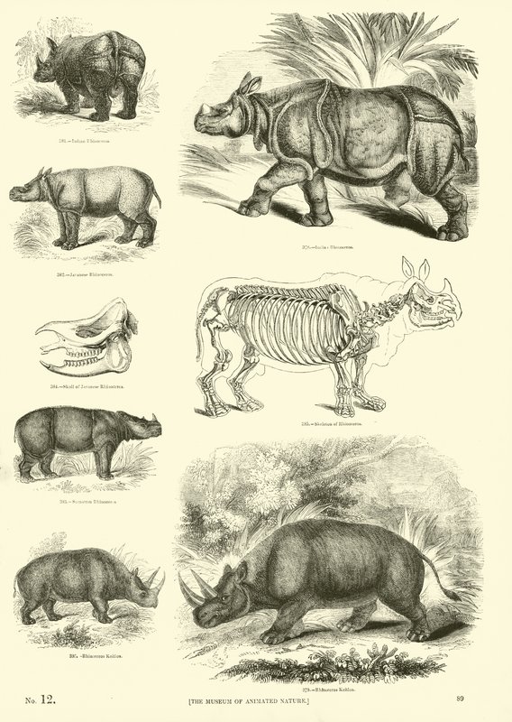 Seite aus dem Bildmuseum der belebten Natur von English School