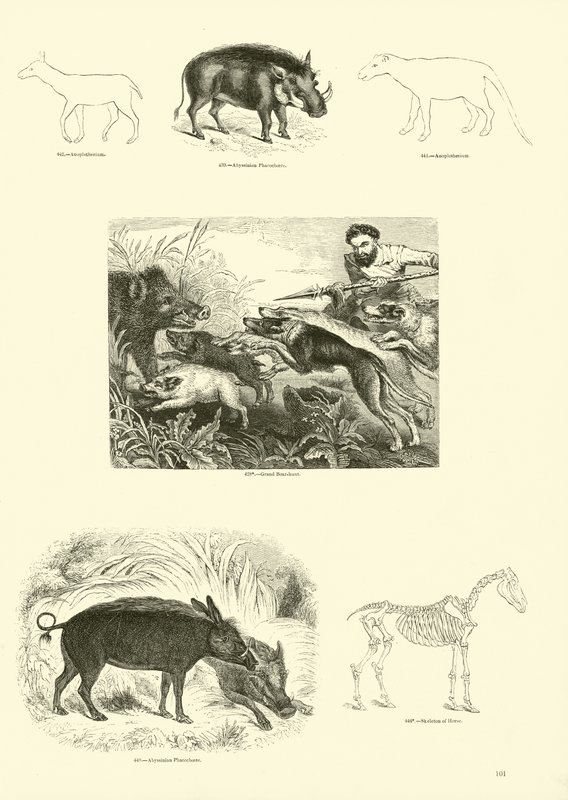 Seite aus dem Bildmuseum der belebten Natur von English School