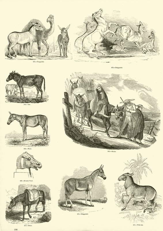 Seite aus dem Bildmuseum der belebten Natur von English School