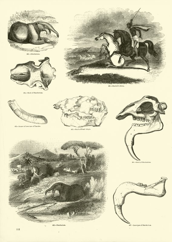 Seite aus dem Bildmuseum der belebten Natur von English School