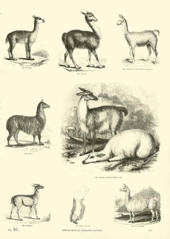 Seite aus dem Bildmuseum der belebten Natur von English School