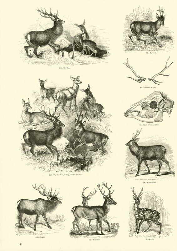Seite aus dem Bildmuseum der belebten Natur von English School