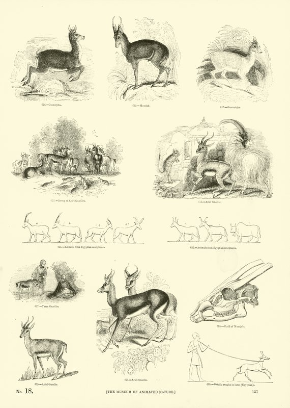 Seite aus dem Bildmuseum der belebten Natur von English School