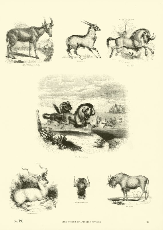 Seite aus dem Bildmuseum der belebten Natur von English School