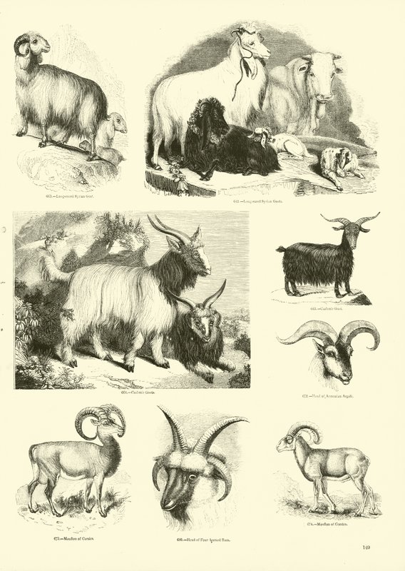 Seite aus dem Bildmuseum der belebten Natur von English School