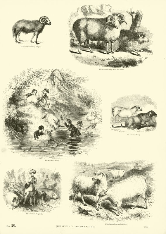 Seite aus dem Bildmuseum der belebten Natur von English School