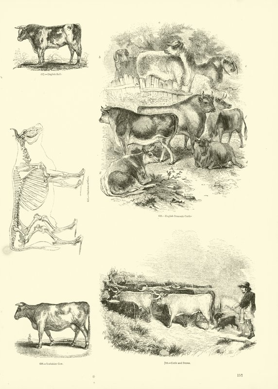 Seite aus dem Bildmuseum der belebten Natur von English School