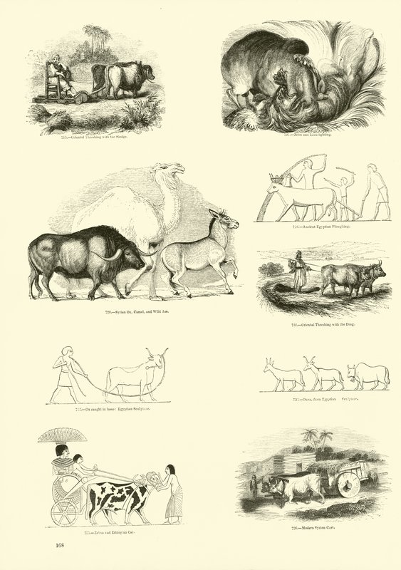 Seite aus dem Bildmuseum der belebten Natur von English School