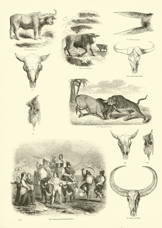 Seite aus dem Bildmuseum der belebten Natur von English School