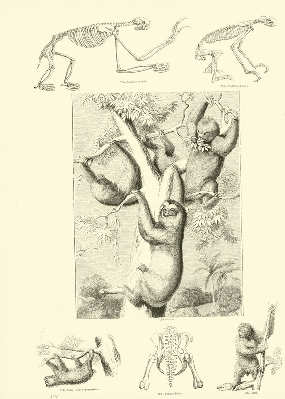Seite aus dem Bildmuseum der belebten Natur von English School