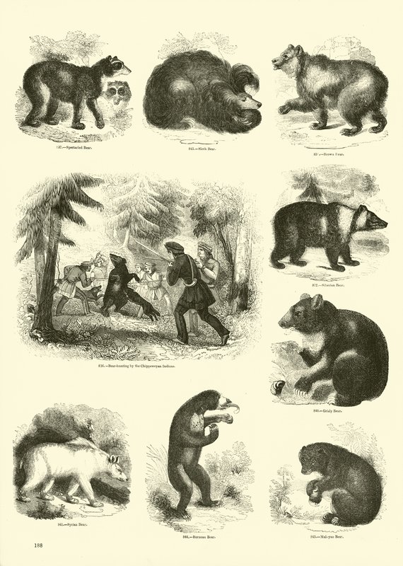 Seite aus dem Bildmuseum der belebten Natur von English School