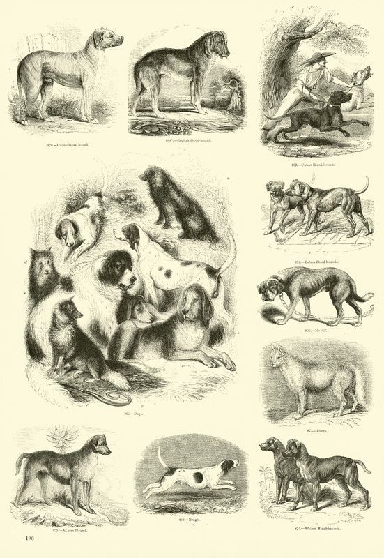 Seite aus dem Bildmuseum der belebten Natur von English School