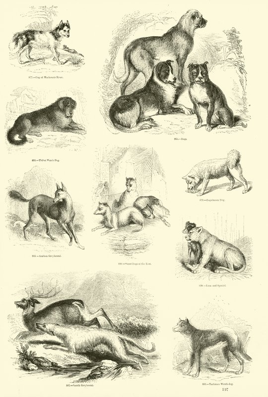 Seite aus dem Bildmuseum der belebten Natur von English School