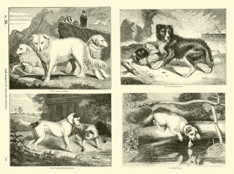 Seite aus dem Bildmuseum der belebten Natur von English School