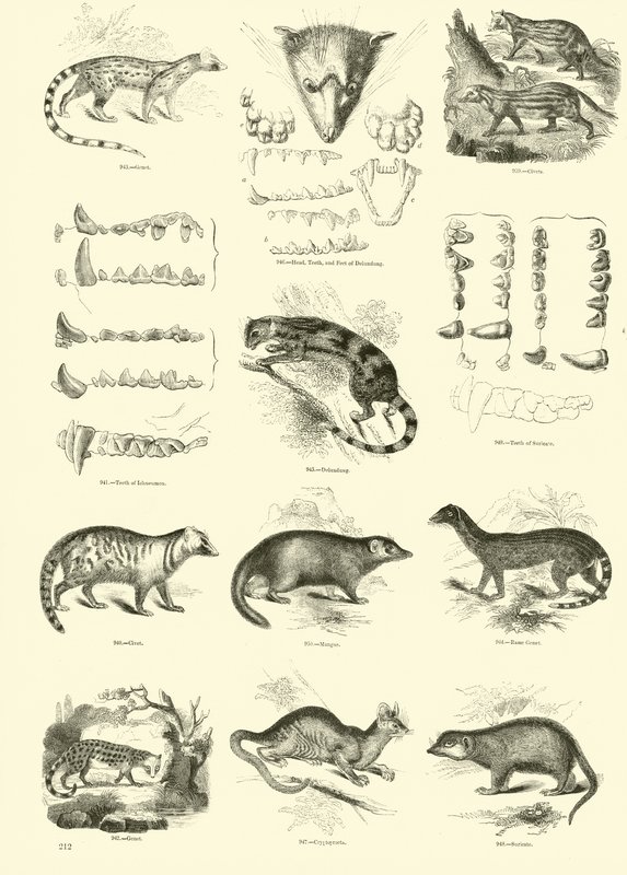 Seite aus dem Bildmuseum der belebten Natur von English School