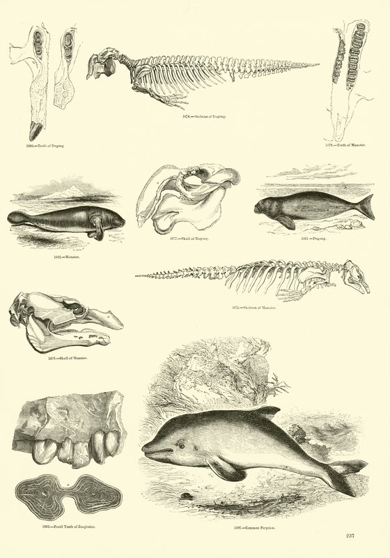 Seite aus dem Bildmuseum der belebten Natur von English School
