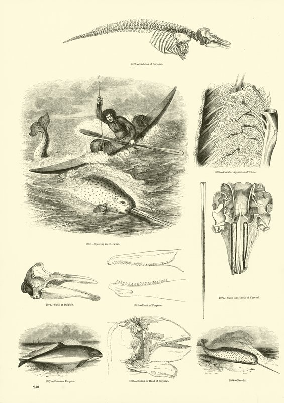 Seite aus dem Bildmuseum der belebten Natur von English School