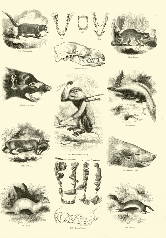 Seite aus dem Bildmuseum der belebten Natur von English School