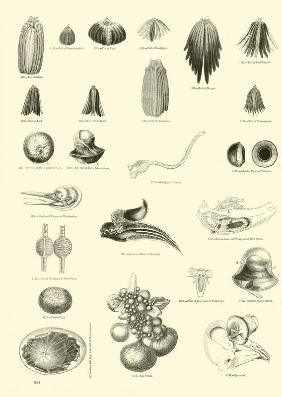 Seite aus dem Bildmuseum der belebten Natur von English School
