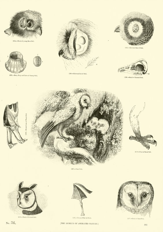 Seite aus dem Bildmuseum der belebten Natur von English School