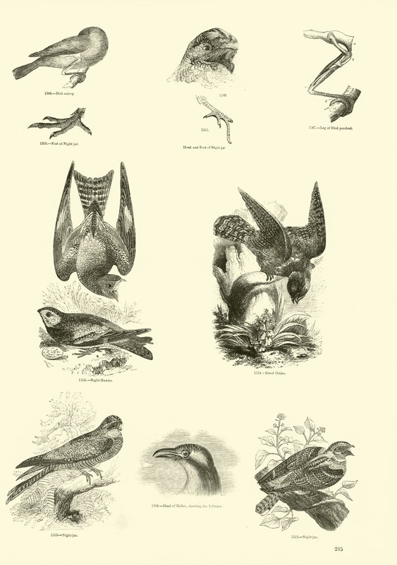 Seite aus dem Bildmuseum der belebten Natur von English School