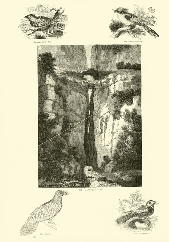 Seite aus dem Bildmuseum der belebten Natur von English School