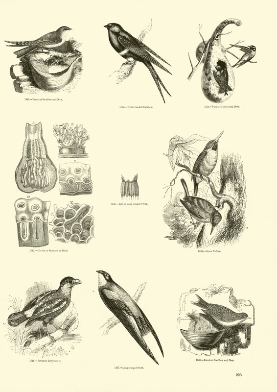 Seite aus dem Bildmuseum der belebten Natur von English School